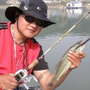 스콜피언 이미지