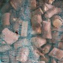 엉컹퀴 와송 송절 황기 구지뽕씨앗 맥문동 봉래약쑥마 산죽 인동초 이미지