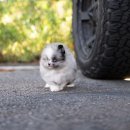 퍼피데일리 이미지