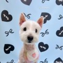 그루멍(groomung) 이미지