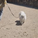 엄마손삼계탕 이미지