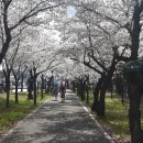 시청별관앞 꽃보라동산 | 대구 벚꽃 명소-꽃보라동산 ( 3월 29일)