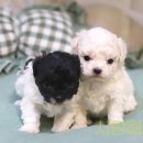 타이니켄넬 이미지