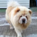 애개 하우스 이미지