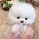 요미독 강아지분양 일산점 Daum카페