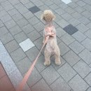 피개행개 이미지