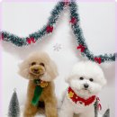 즐거운 애견미용 이미지