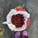 초이농장 이미지