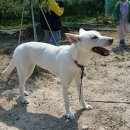 하쿠나마타타 이미지