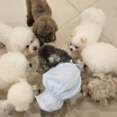 일산애견호텔 강아지 유치원 미용 맘바이 일산점 이미지