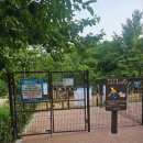 루루 반려견 이미지