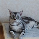 잘난돌스 | 고양이도 쿨하게! COCO대리석 쿨매트 구매후기