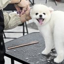 마리애견미용