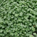 클로바농장 이미지