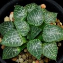 수정-101 이미지