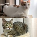 자인동물병원 이미지