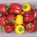 명문농장 | 농라에프 나도 CREATOR - 명문농장 '파프리카' 재구매 후기