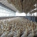 노안농장 이미지