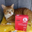 아이앤지동물병원 | [내돈내산] 고양이 면역력 영양제 &#39;아이앤지메딕스 에너지믹스 락토페린&#39;