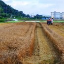 양곡1천 이미지