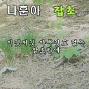 내 사랑 망초여 (난 어찌 하라고 ) 이미지