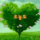 시골오리 이미지