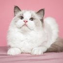 펫 매니저 이미지