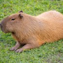 ■■■카피바라(ka'a pi ûara; Capybara) - 가는 풀 먹는 자 이미지