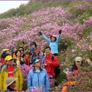 은혜사슴목장 | 황매산의 꽃물결