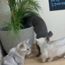 고양이 주택 이미지
