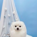 견생의하루 펫살롱 일산본점 이미지