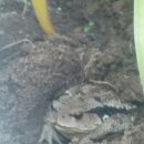 두꺼비하우스 이미지