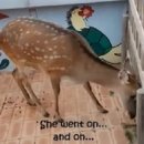 한국사슴백화점 이미지