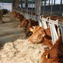 에벤에셀목장 이미지