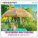 거제 해돋이가자 애견펜션(1) | 거제 애견동반 펜션 수영장 운동장이 있는 해돋이가자애견펜션 가성비 최고!