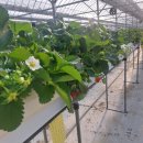 아빠 벌꿀 농장 이미지