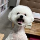 예뻐질개 이미지