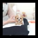 유앤미펫 강아지분양 고양이분양 시흥점 이미지