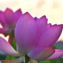 연꽃향기 이미지