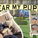 퍼피랜드애견카페 이미지