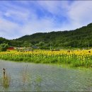 난정리(해바라기정원) 이미지