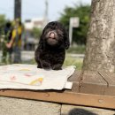 행복한 강아지 이미지