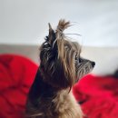 제주동물메디컬센터 이미지