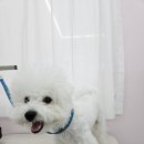 이쁜멍멍 이미지