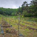 대추나무약국 이미지