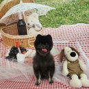 멍멍나래 애견미용 이미지