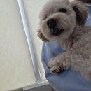 분당밝은아이동물병원 이미지