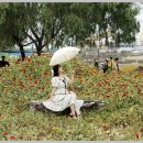 황룡강 꽃길 이미지