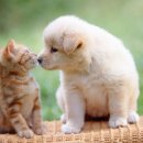 강아지와 고양이 이미지