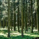 피톤치드 이미지